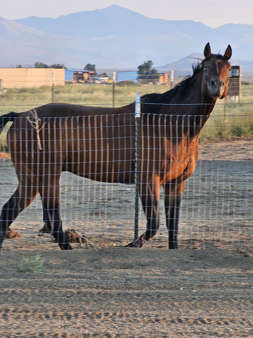 Horse 12 Horse 12