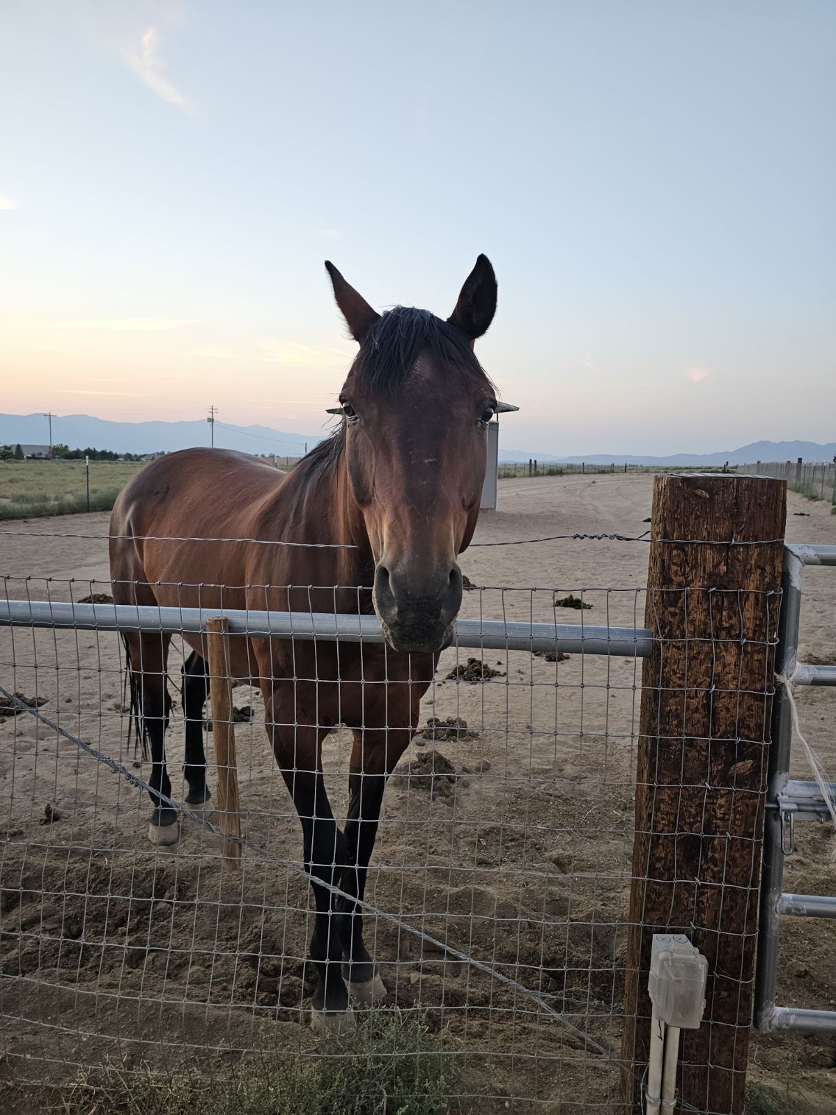 Horse 13 Horse 13