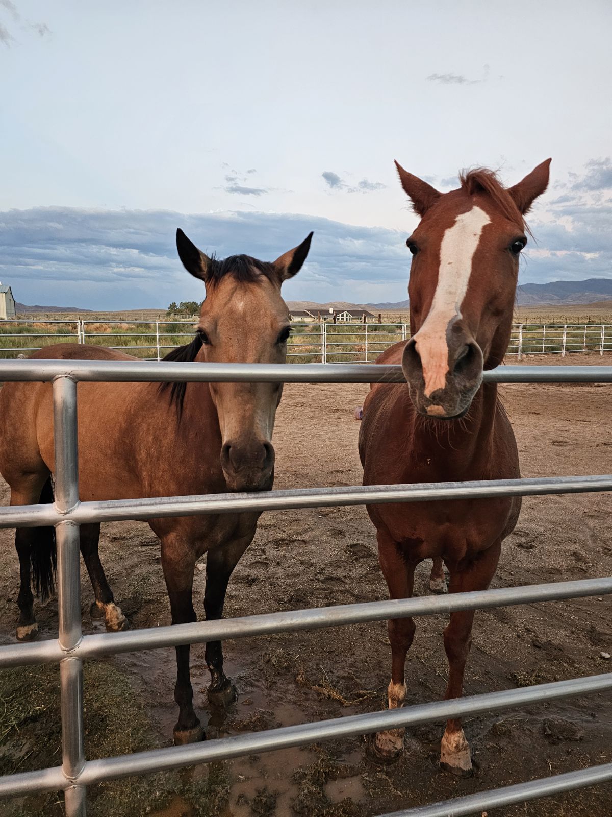 Horse 15 Horse 15