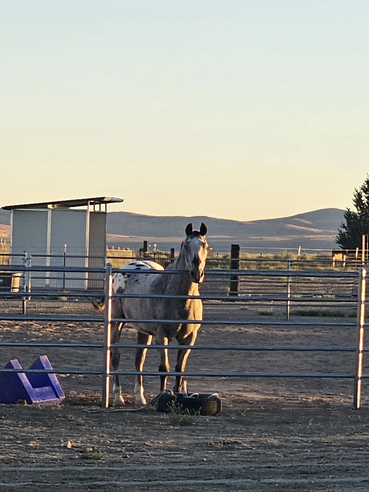 Horse 10 Horse 10