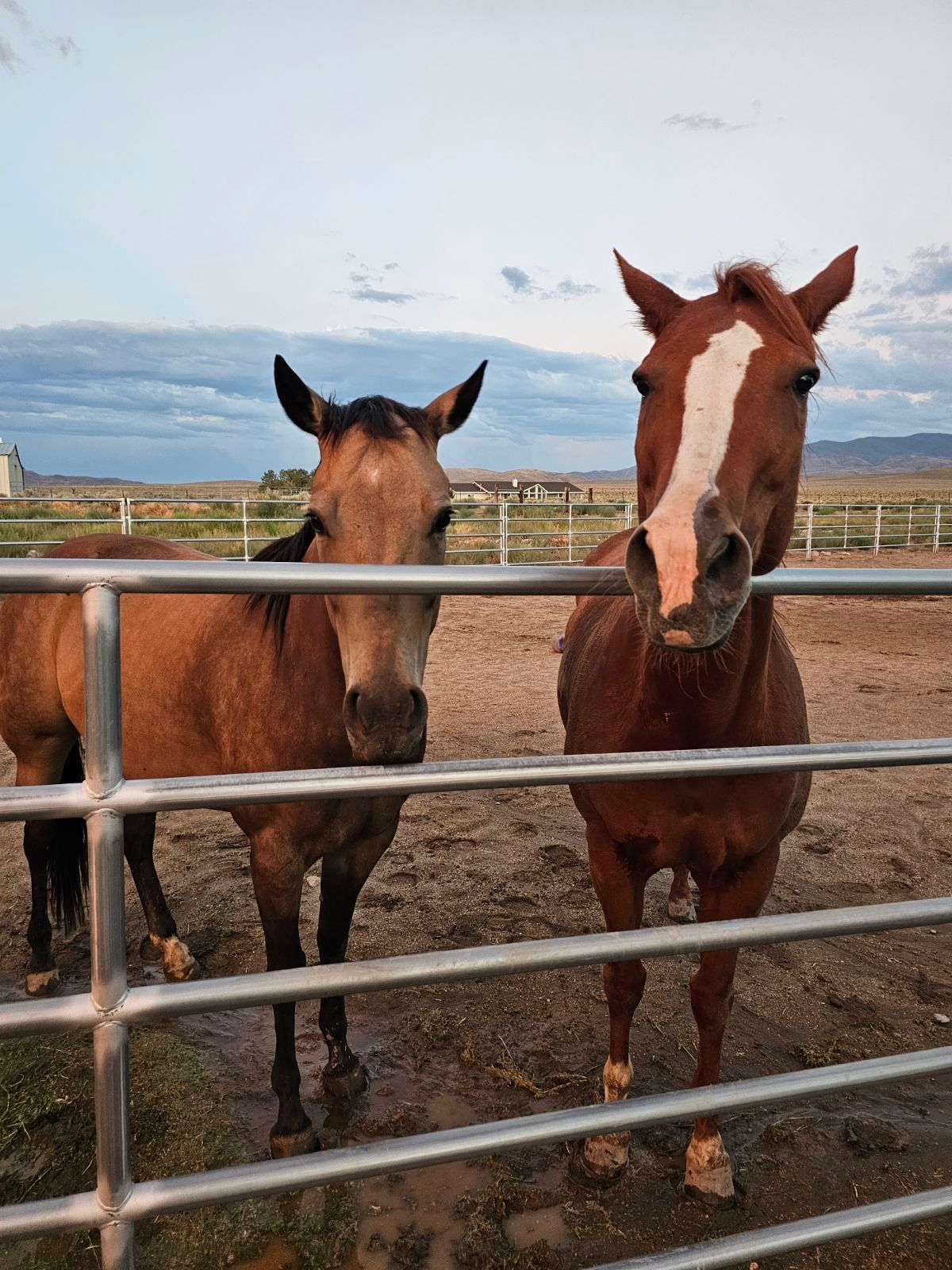 Chompsy, one of the horses at Nepenthe Ranch