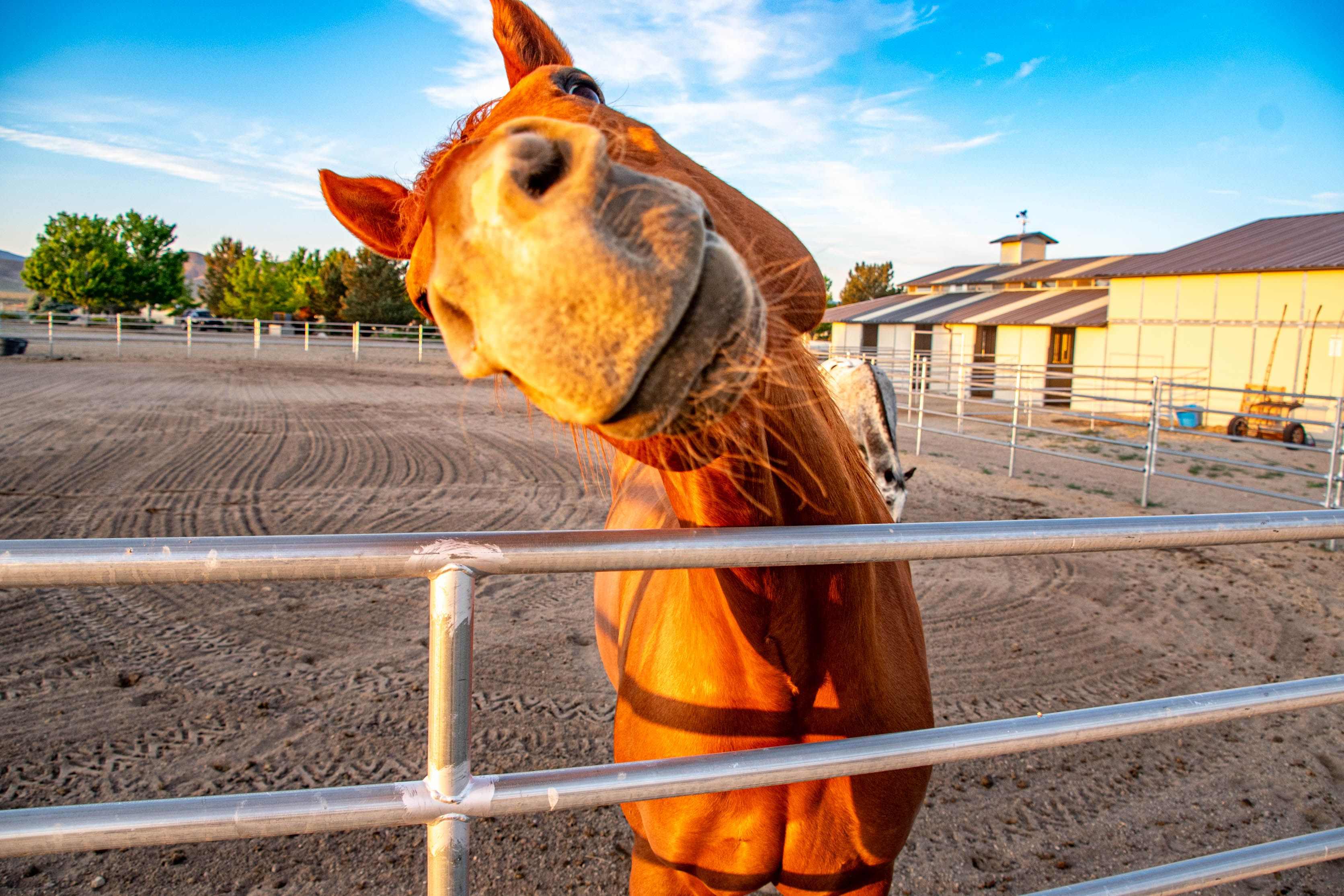 Emma, one of the horses at Nepenthe Ranch