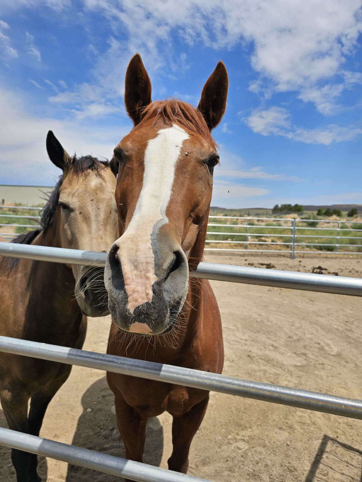Barbie, one of the horses at Nepenthe Ranch