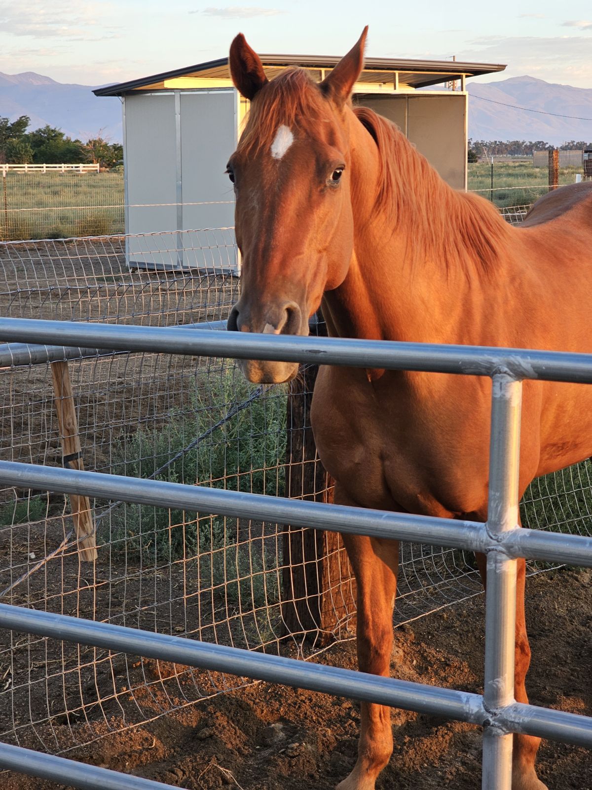 Rain, one of the horses at Nepenthe Ranch
