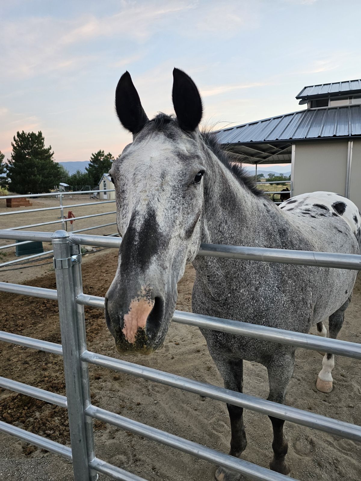 Shadow, one of the horses at Nepenthe Ranch