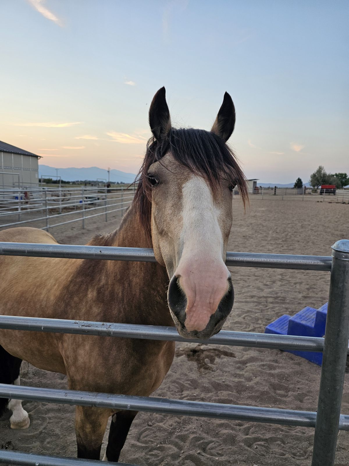 Smokey, one of the horses at Nepenthe Ranch