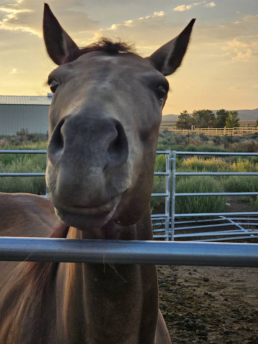 Toy, one of the horses at Nepenthe Ranch