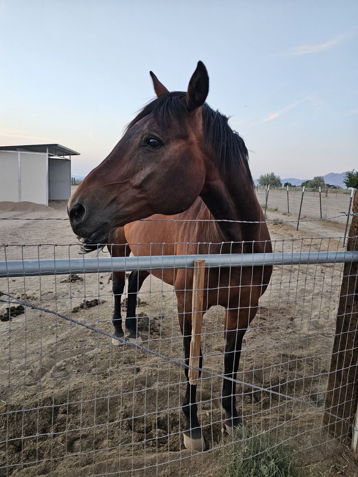 Vaga, one of the horses at Nepenthe Ranch