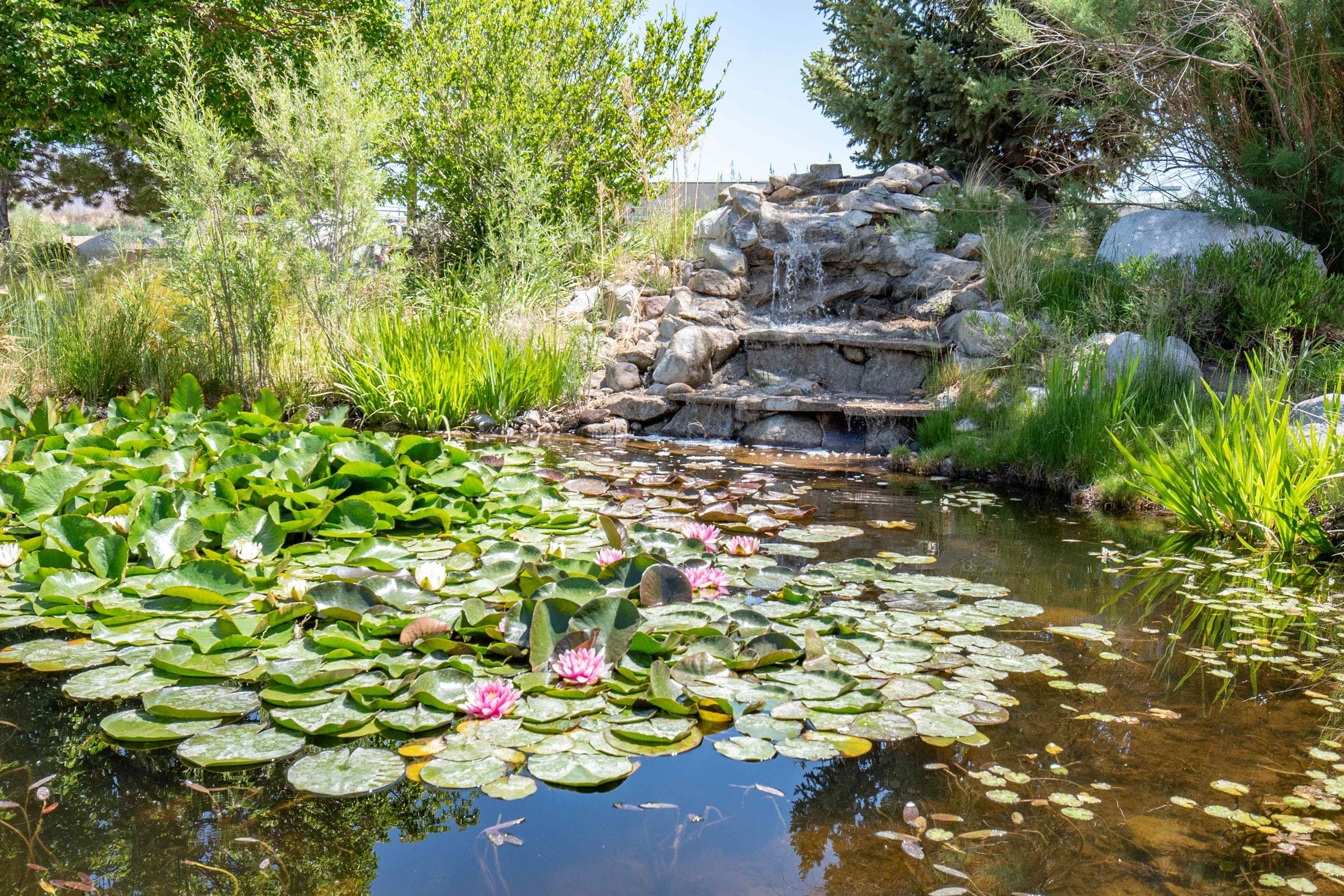 Lily pond with blooming water lilies and a rock waterfall