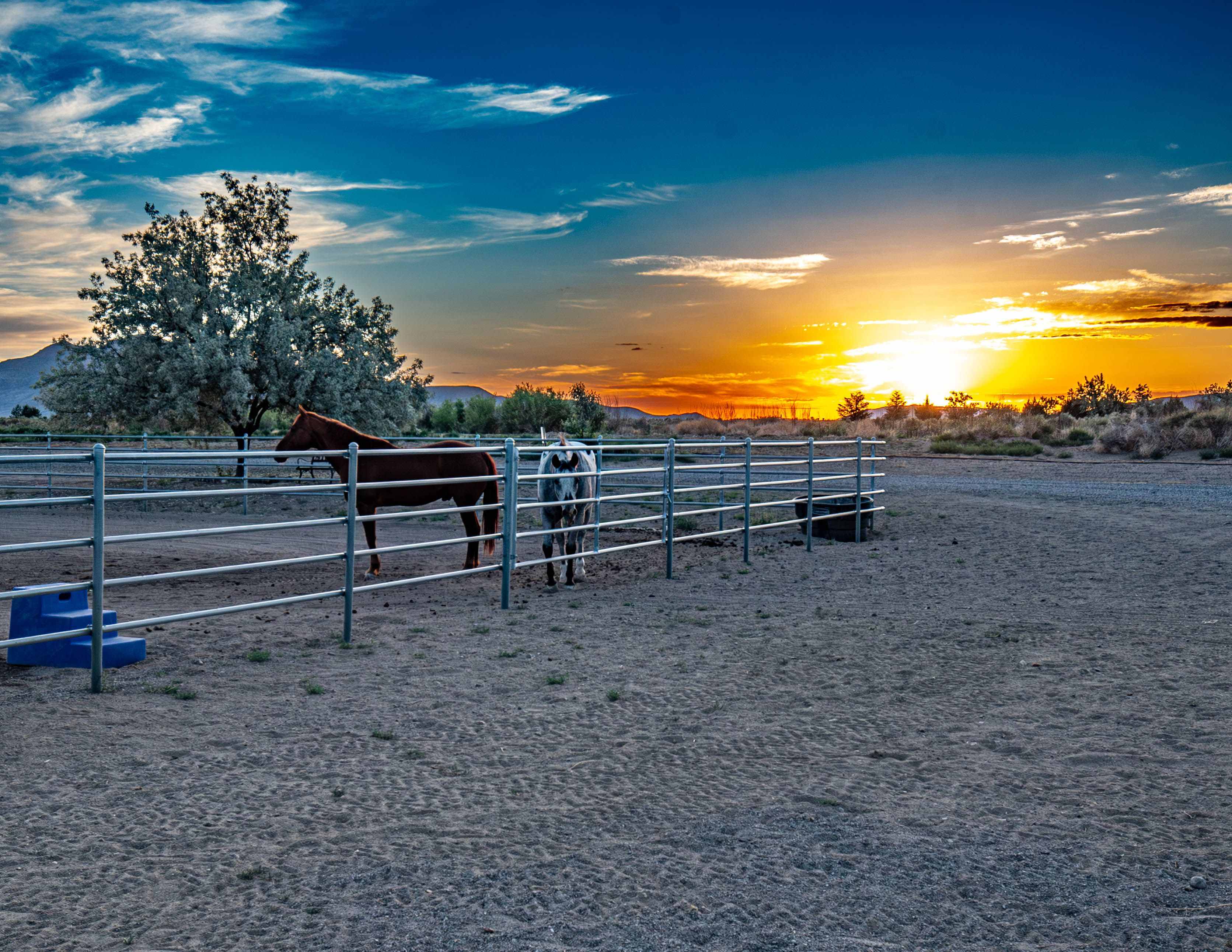 Two horses at the round pen against a vivid desert sunset